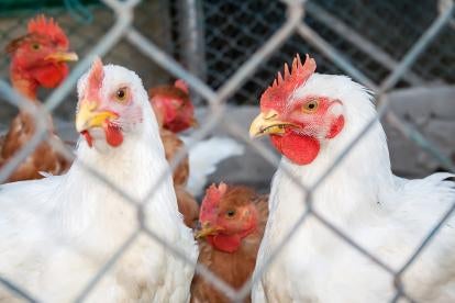 chickens, USDA, agriculture, poultry