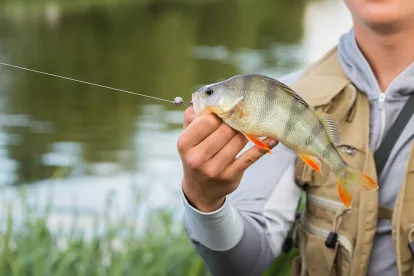 fish, boem, fisheries