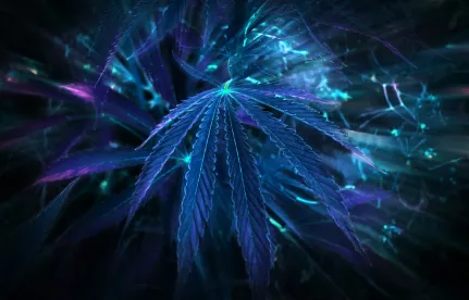 Cannabis and District Courts