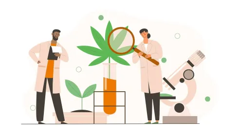 Alabama Medical Cannabis Weed Marijuana