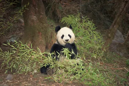 panda