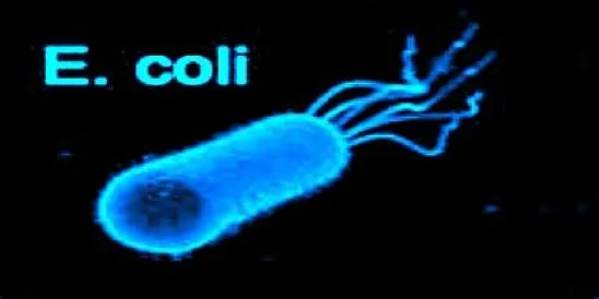 E. Coli