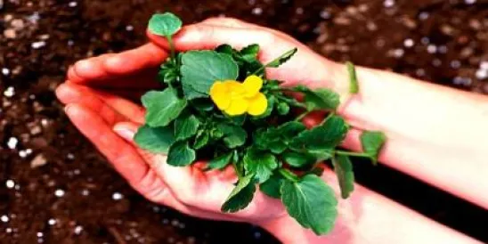 Plant in Hands