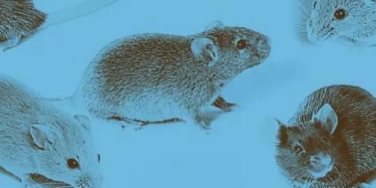 Mice