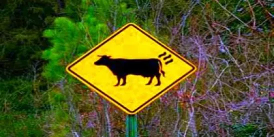 cow farting