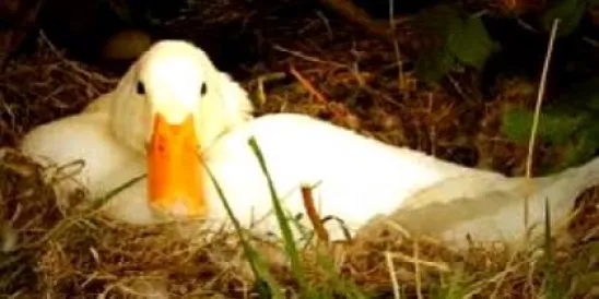 White Duck