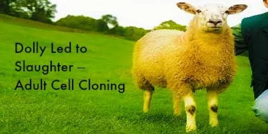 Dolly the Sheep Adult Cloning