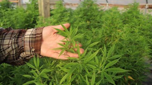 More States Pass Recreational Medical Marijuana Use