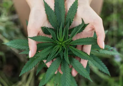 Cannabis Shop Wins 15M at Industry's First Antitrust Trial