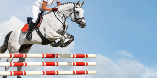 horse jumping the shark
