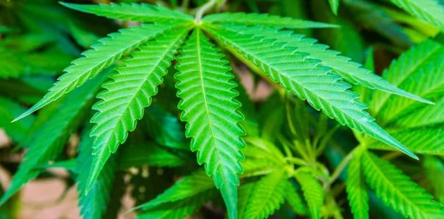 Department of Justice DOJ to reschedule marijuana to Schedule III
