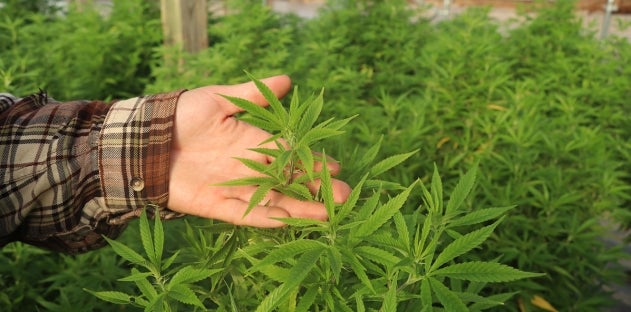 Alabama Provides Cannabis Cultivation Licenses to Two Farms