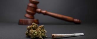 Cannabis Operators Licensing Renewal Deadline Nears