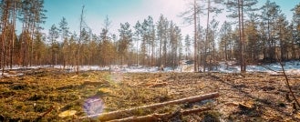 EU sets deforestation risk levels for imports