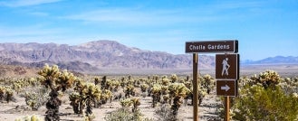 Western Joshua Tree Conservation Plan Approved