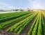 FY26 bill curbs sodium, Listeria rules and redefines hemp scope