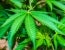 Alabama’s hemp ban takes effect
