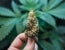 America’s Hemp Industry 