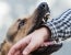 Dog Attacks in Michigan