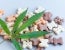 Alabama bans CBD pet products