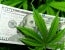 Insurance isn’t optional for cannabis businesses
