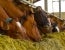 Association of American Feed Control Officials Meeting