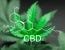 Failed CBD Drug Test Employment Termination